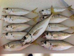 田村漁港　漁港内にてアジング、激渋で3投ごとカラーローテーション！