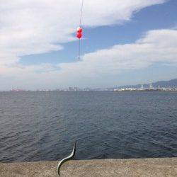 西宮ケーソン　朝からのサヨリ狙いで70尾の釣果