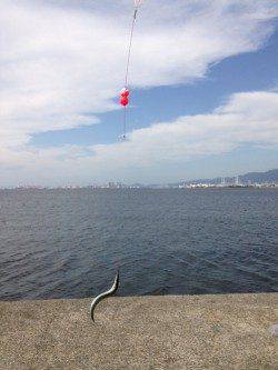 西宮ケーソン　朝からのサヨリ狙いで70尾の釣果
