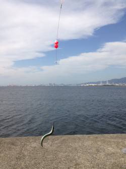 西宮ケーソン　朝からのサヨリ狙いで70尾の…