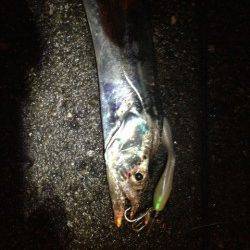 飾磨～広畑周辺タチウオワインド　足元でヒットしました！