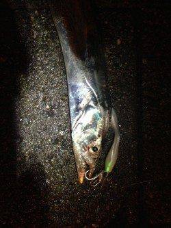 飾磨～広畑周辺タチウオワインド　足元でヒットしました！