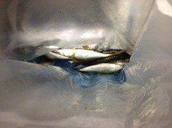 北公園 夕方はサビキでアジ、夜からは石ゴカイで穴子3匹GET！