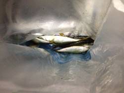 北公園 夕方はサビキでアジ、夜からは石ゴカ…