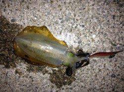 新浜漁港　小雨降る中エギングでアオリイカ