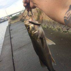 石津川でのシーバスゲーム！ 良型シーバズ2本とキビレで満足の釣果♪