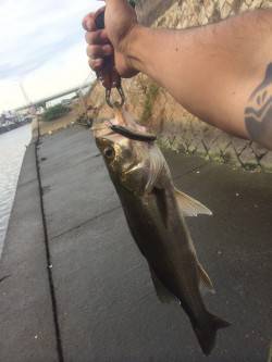 石津川でのシーバスゲーム！ 良型シーバズ2…