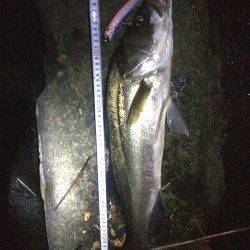 石津川シーバス大型ルアーに好反応　台風後は必ず行かないと！