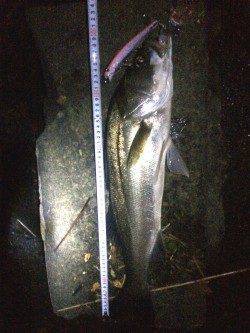 石津川シーバス大型ルアーに好反応　台風後は必ず行かないと！