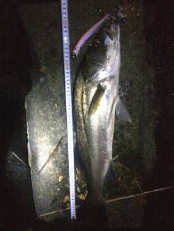 石津川シーバス大型ルアーに好反応　台風後は…