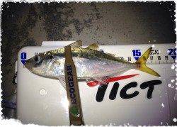 東二見　常夜灯周りをアジングでランガン　飽きない程度に釣れました