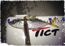 東二見　常夜灯周りをアジングでランガン　飽…