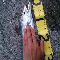 武庫川一文字でタチウオ・サゴシ　周りも含めて良く釣れていました