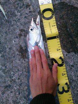 武庫川一文字でタチウオ・サゴシ　周りも含めて良く釣れていました