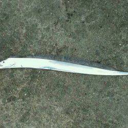 泉佐野　塩辛でカワハギ釣れるか実験、結果は…