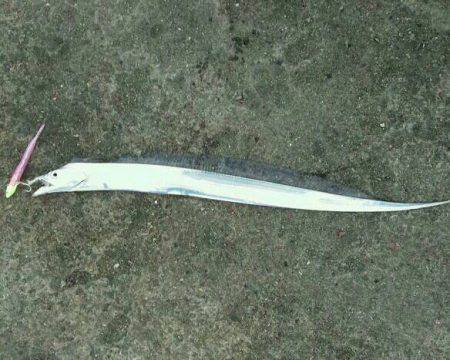 泉佐野　塩辛でカワハギ釣れるか実験、結果は…