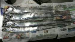 神戸港湾奥でのタチウオ狙い　15匹80円の…