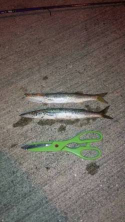 西鳥取漁港　強風のため港内で小物釣り、カマ…