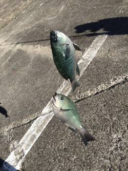 和歌山北港魚つり公園　カゴ釣りでグレの釣果…