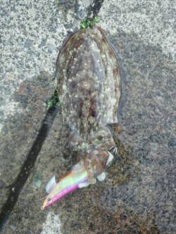 アオリイカ新子エギング　高浜の漁港にて