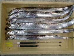 ウキ釣りタチウオ・エビ撒きハネは好調、フカ…