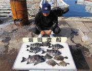 黒島の磯の底物釣り　イシダイ47cmを頭に…