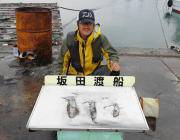 黒島の磯　エギングでアオリイカ0.6㎏までを9ハイ