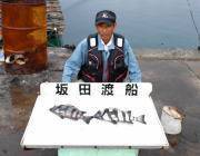 黒島の磯　ウニでサンバソウ2枚、アジの切り…