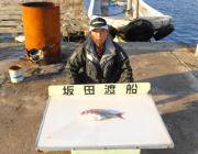 黒島の筏　マダイ・マゴチ・サバフグなど