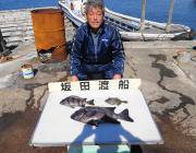 黒島の磯でイシダイ50.1㎝がヒット！