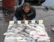 黒島の筏　チヌ50cmを頭に12匹！　コロ…