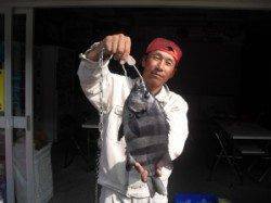 有田　カブト磯にてウニをエサにイシダイ40cm