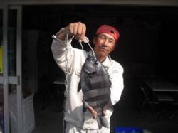 有田　カブト磯にてウニをエサにイシダイ40…