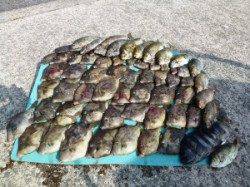 神谷の磯　ヒラバエにてカワハギ大漁！