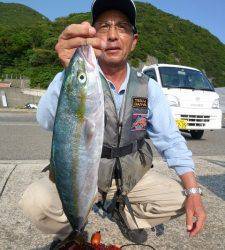 神谷一文字で小グレ・アイゴ　沖一文字内向きでハマチ　カゴ釣りでの釣果