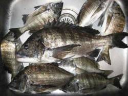 久美浜　宮崎沖カセで大チヌ47cm出ました…