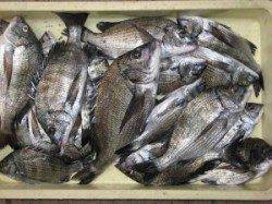 久美浜　宮崎沖カセで大チヌ47cm出ました！