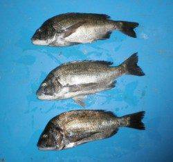 舞鶴・千歳でチヌ46.2cmを頭に3匹の釣果