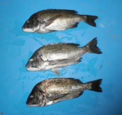 舞鶴・千歳でチヌ46.2cmを頭に3匹の釣…