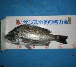 舞鶴・千歳でチヌ46.2cmを頭に3匹の釣果