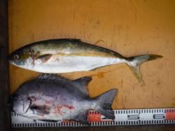 三尾の磯　雨の中イシダイ&ヒラマサ…