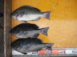 三尾の磯 雨の中イシダイ&ヒラマサGET!