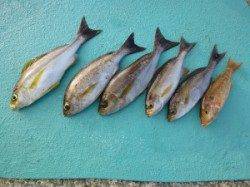 神谷　沖一文字内向きでイサギの釣果