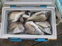 田井のカセにてチヌ55匹！