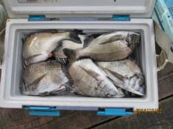 田井のカセにてチヌ55匹！