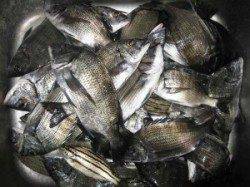 久美浜のカセでチヌ数釣り　筏は台風に備えて撤収