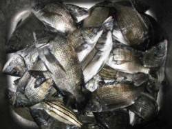 久美浜のカセでチヌ数釣り　筏は台風に備えて…