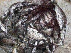 久美浜・六本裏カセでの釣果