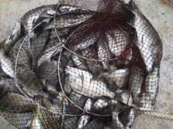 久美浜・六本裏カセでの釣果