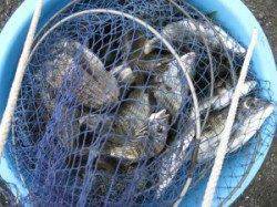 久美浜・六本裏カセでの釣果